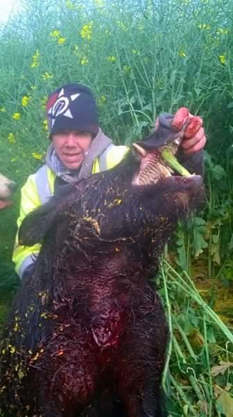 roys first boar at 10 mths old in the canola oneout 