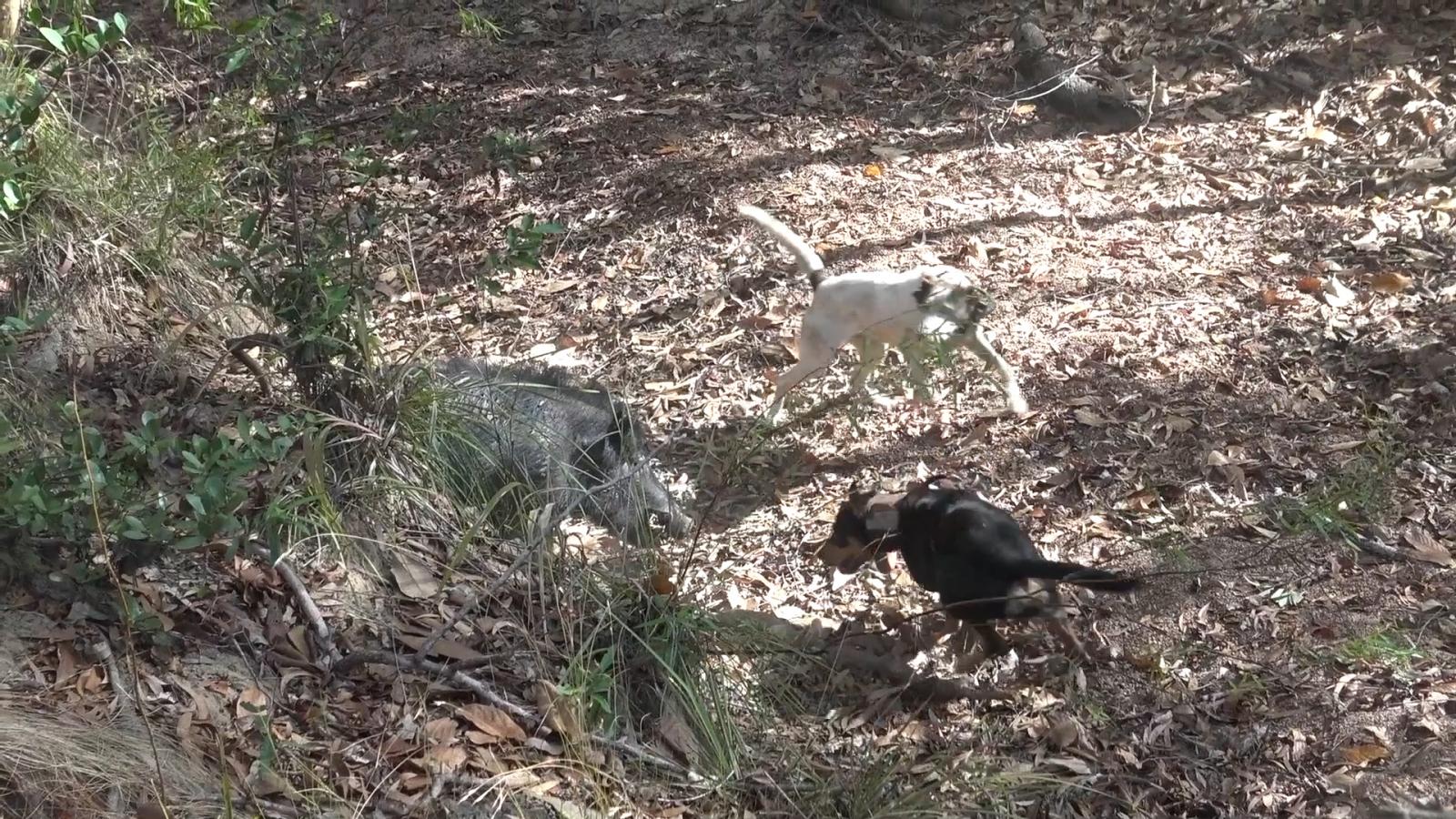 Beau Lynd screenshot out of his latest episode up the cape, this fella almost eats the boys. But they got him. 