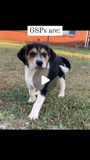 His 1st pig

#pighunting #pighuntingwithdogs #pigging #borderbeagle #fnq #fnqhunting #dog #beaglecrosskelpie #beaglecross | Instagram