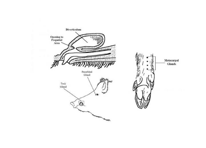 Wild Boar Scent Glands