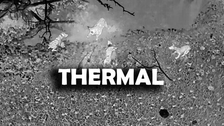Thermal Videos