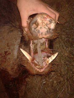 Jack Hannah profile picture