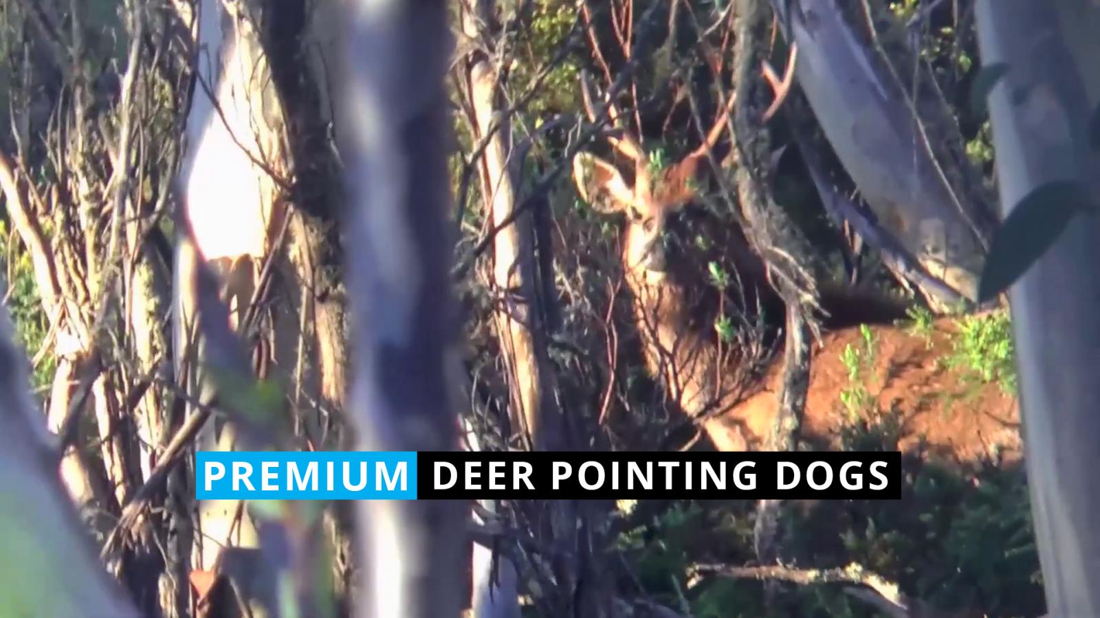 Deer Pointing Dogs with Daniel #1