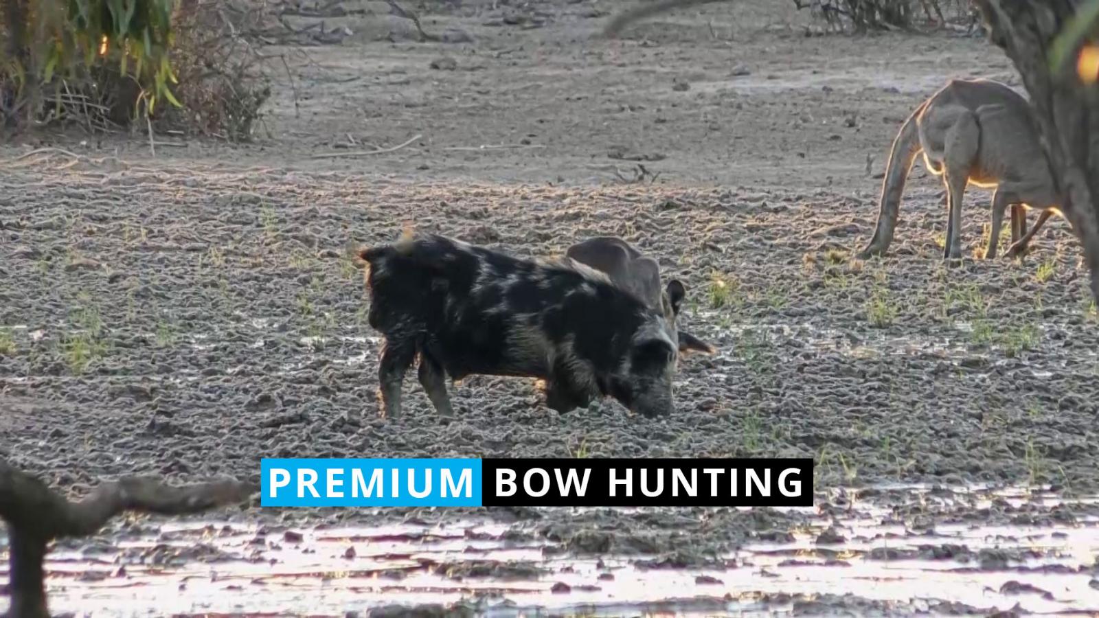 Scott Meadows Bow Hunting - #1