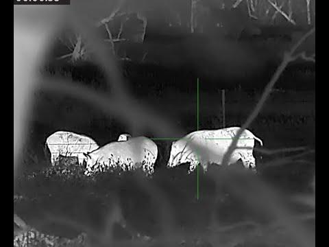 Post lockdown breakout pig hunt and HIKMICRO TQ...