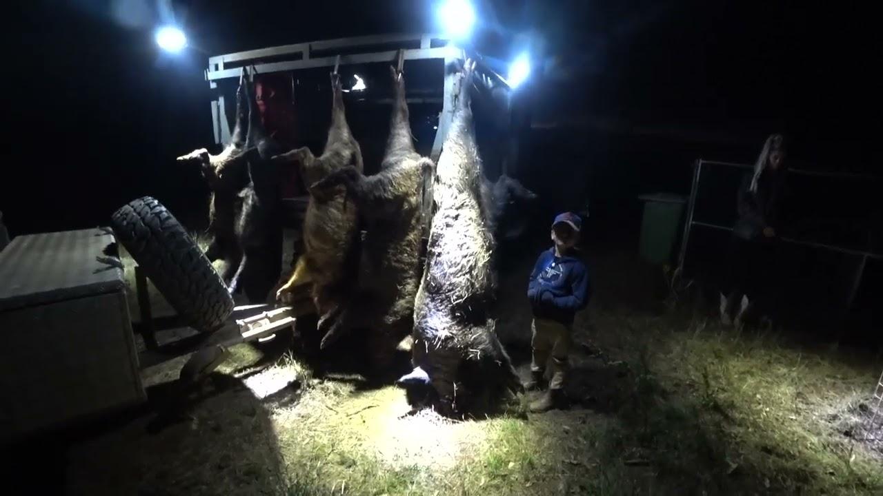 Quick run around pig traps part 3